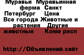 Муравьи, Муравьинная ферма. Санкт-Петербург. › Цена ­ 550 - Все города Животные и растения » Другие животные   . Коми респ.